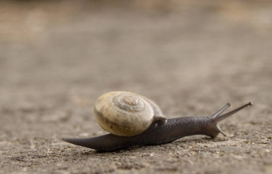 webassets/snail.jpg